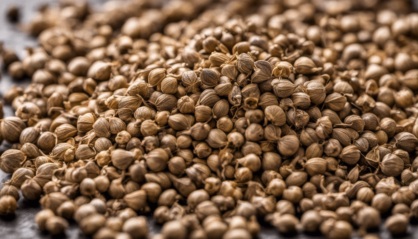 Coriander Seeds